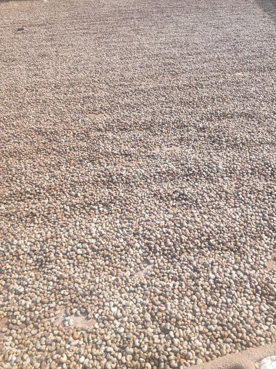 Raw cashew nuts drying before storage or processing
