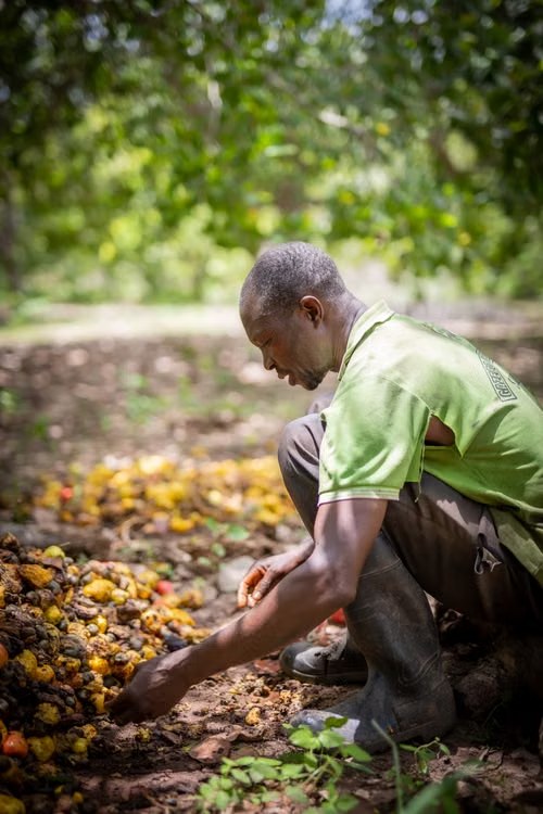 Cashew harvest stage in the raw cashew supply chain