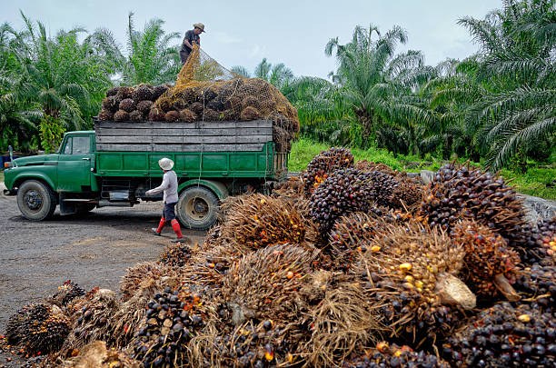 Nigerian palm oil for export