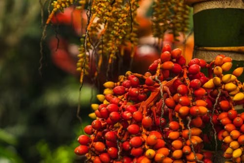 Palm fruit bunches for palm oil production