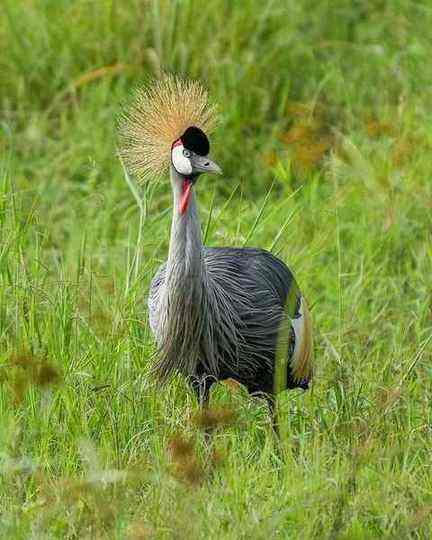 Queen Elizabeth National Park, Uganda