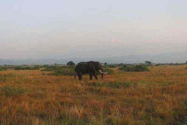 Elephants in Queen Elizabeth National Park
