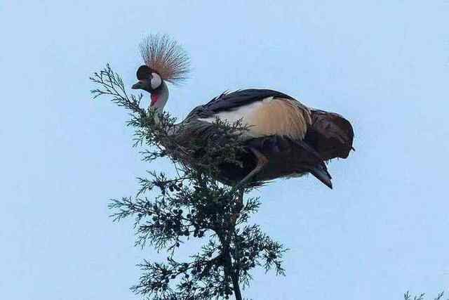 Lake Bunyonyi wildlife